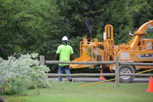 tree work