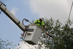 tree clearing