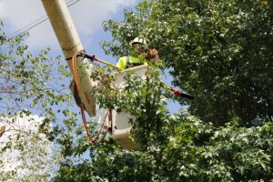 tree service