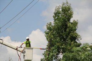 tree trimming service